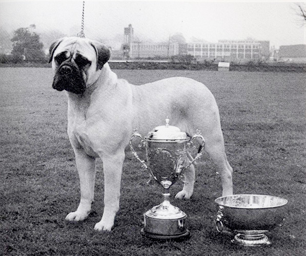 Bournevalley-Misty-at-Meitza