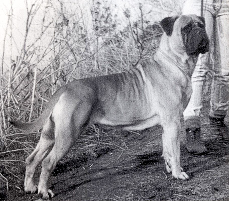 Ch Millie Of Pitmans