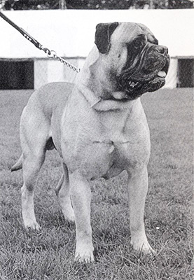 Ch Sharwells Mean Mr Mustard Of Pitmans