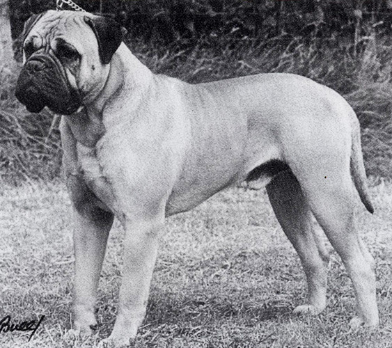 The Dog Challenge Certificate Jamemos Pay Homage To Carl