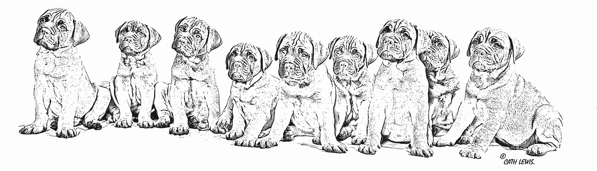 The Northern Bullmastiff Club