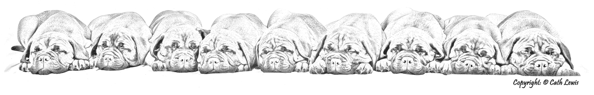 The Northern Bullmastiff Club