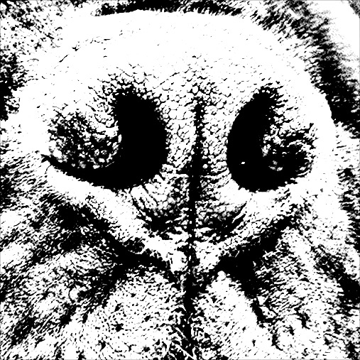 The Northern Bullmastiff Club