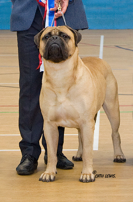 BIS - Champ. Show Nov. 2014