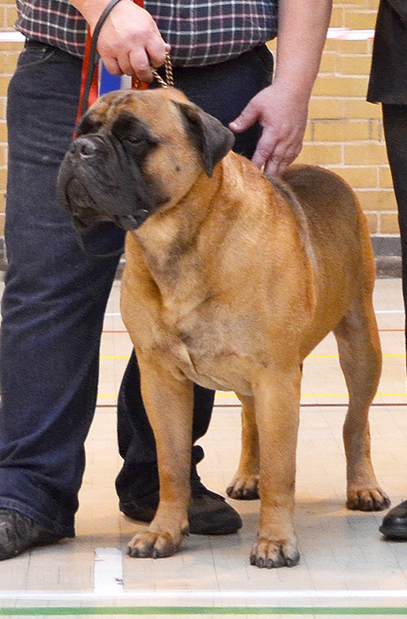 BIS - Open. Show Aug. 2014