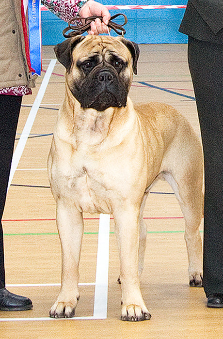 BIS - Open. Show Feb. 2014