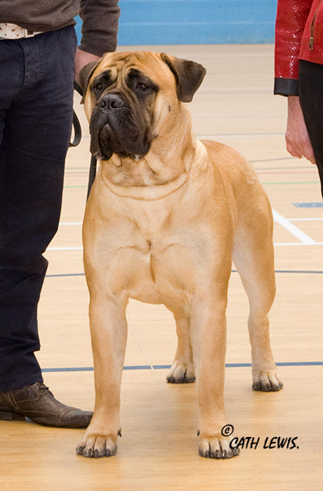 BIS - Open Show Feb. 2015