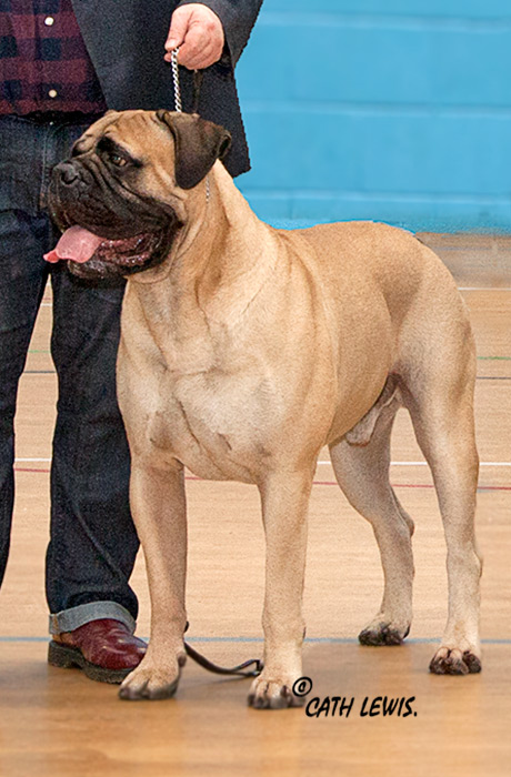 BIS - Champ Show Nov. 2016