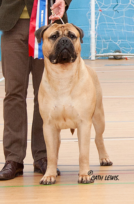 BIS - Open Show Feb. 2016