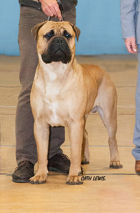 BIS - Champ Show Nov. 2017