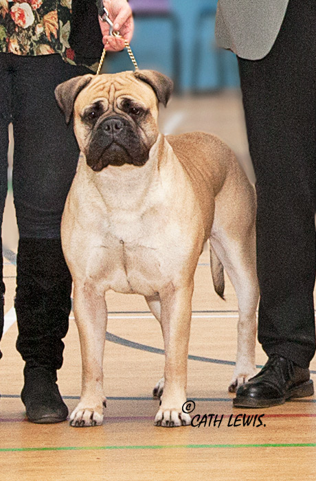 BIS - Open Show Feb. 2017