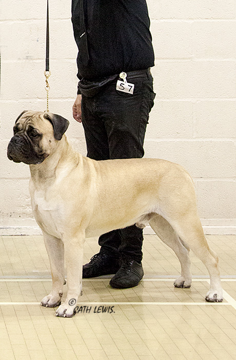 BIS - Champ Show Nov. 2018