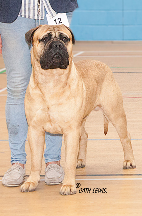 BIS - Open Show Feb. 2018