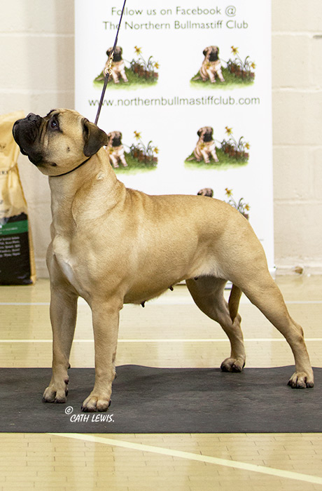 BIS - Champ Show Nov. 2019