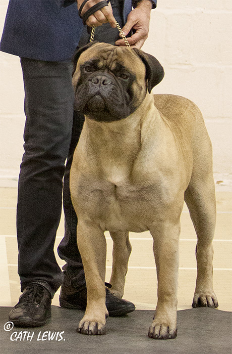 BIS - Open Show Feb. 2019