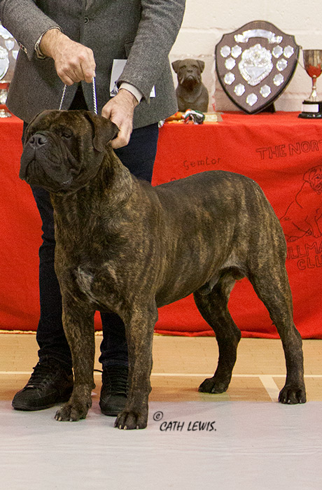 BIS - Open Show Feb. 2020