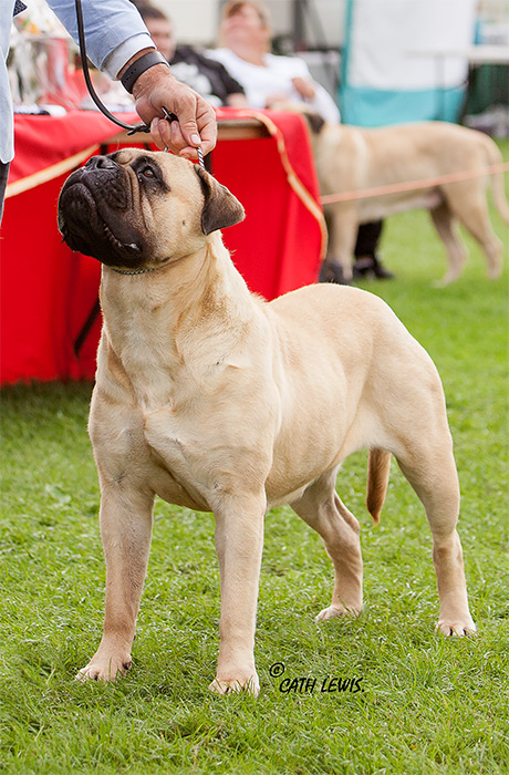 BIS - Champ. Show Aug. 2021