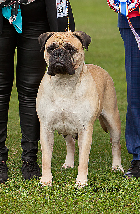 BIS - Open Show Sept. 2022