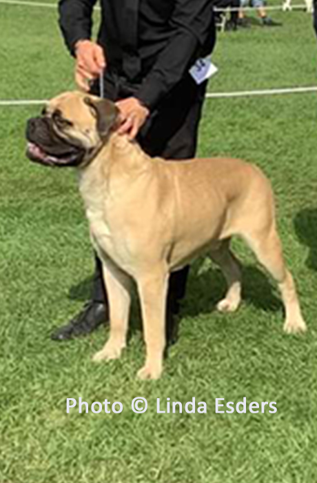 BIS - Open Show Sept. 2023