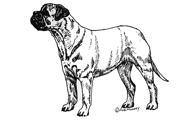 Northern Bullmastiff Club