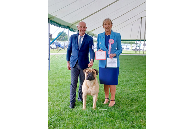 Northern Bullmastiff Club Championship Show 2023