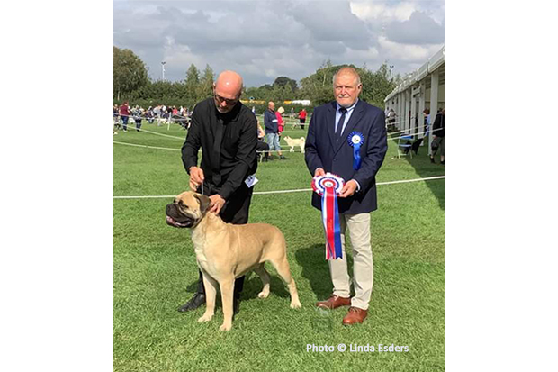 Northern Bullmastiff Club Open Show 2023- BIS Copperfield Dubbley