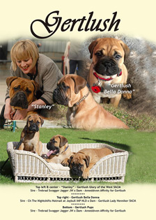 Gertlush Bullmastiffs