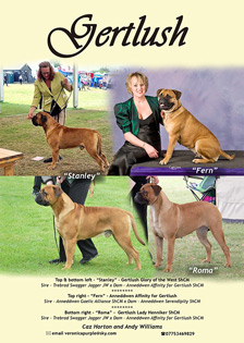 Gertlush Bullmastiffs