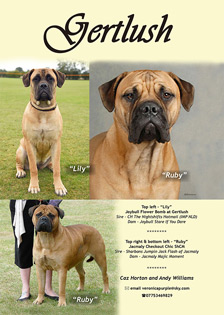 Gertlush Bullmastiffs