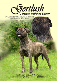 Gertlush Bullmastiffs