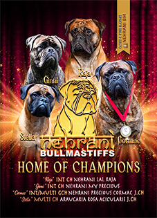 Nehrani Bullmastiffs
