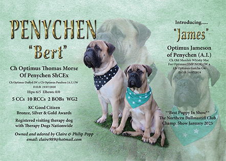 Penychen Bullmastiffs