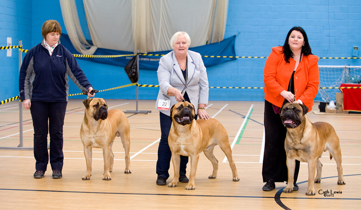 NBC Champ. Show November 2012